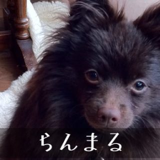 らんまる